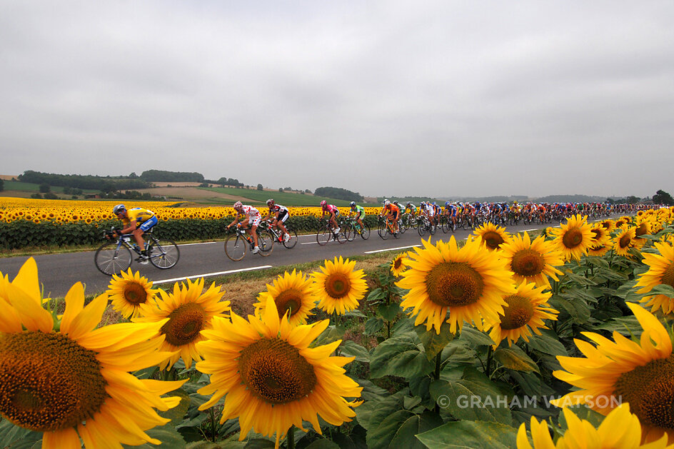sunflowers.jpg